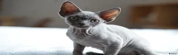 Devon Rex cats for sale: Blue Devon Rex male kitten  - Advert 4