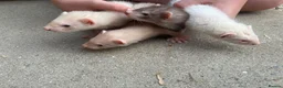 Ferret rodents for sale: Hobs  in Stanley - Advert 5
