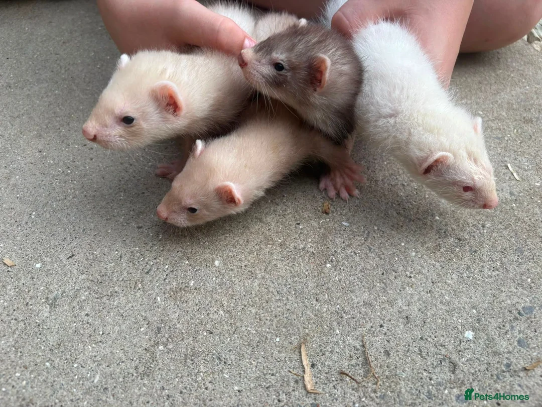 Ferret rodents for sale: Hobs  in Stanley - Advert 5