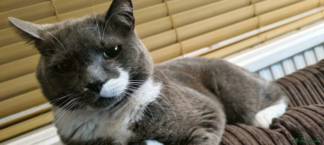 Mixed Breed cats for sale: Desperate rehome needed! - Image 4