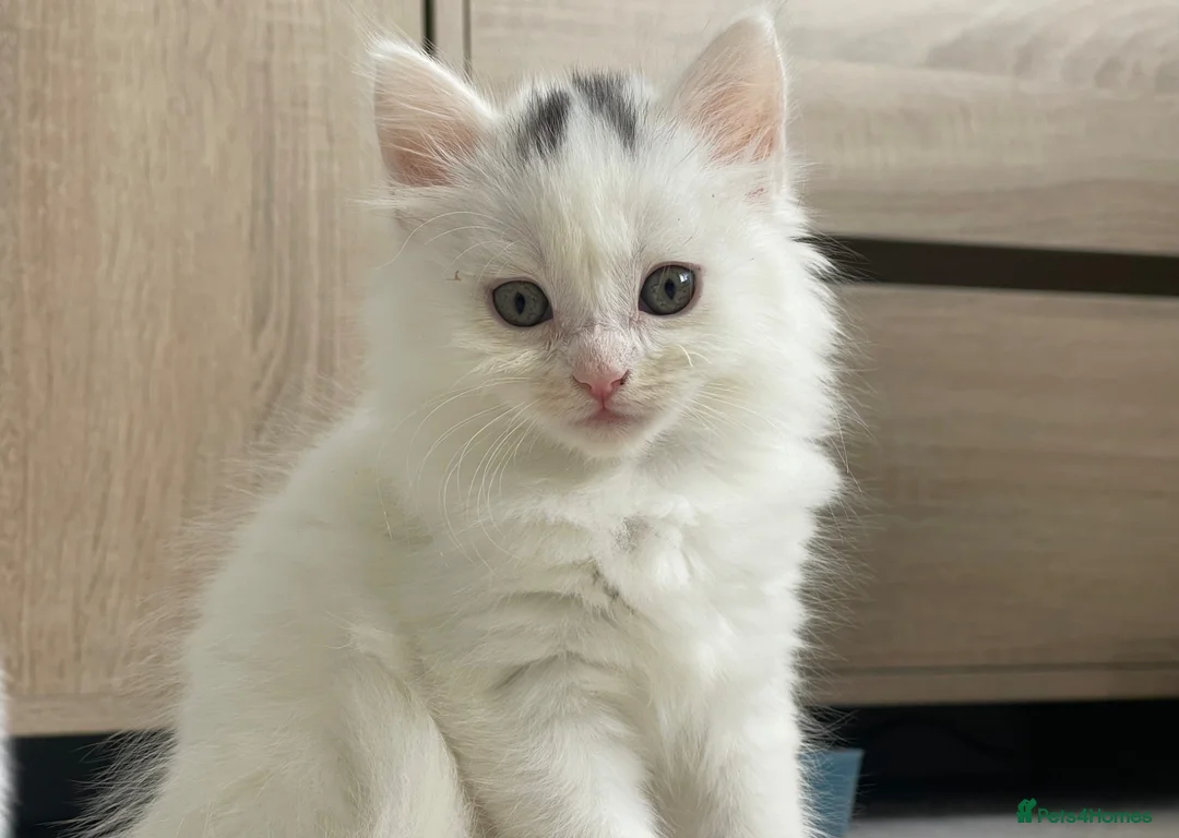 British Longhair cats for sale: Last Female Kitten available  - Advert 1