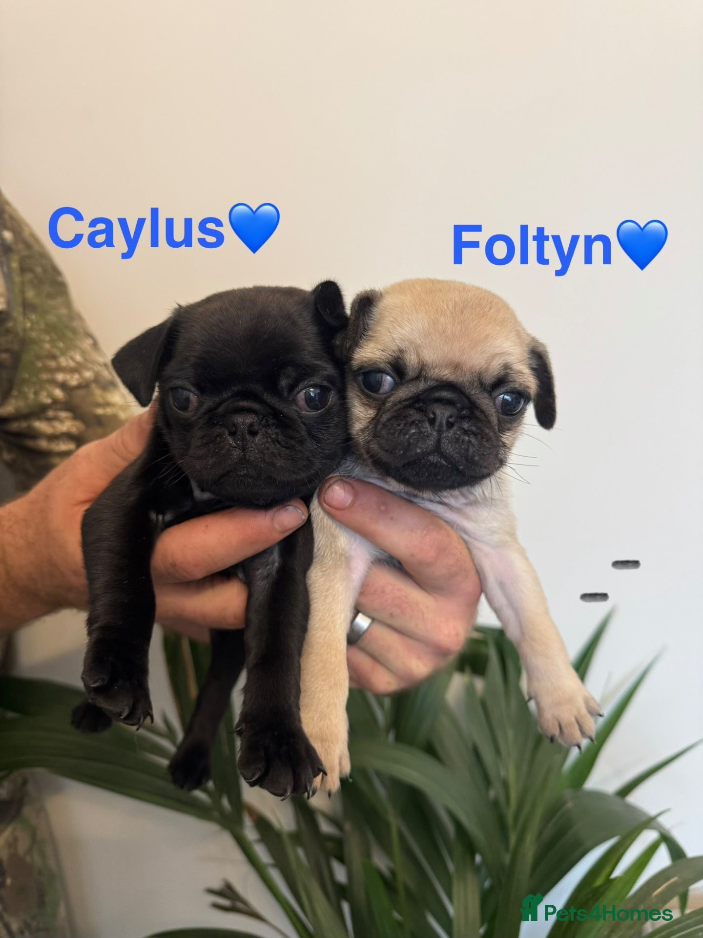 Pug dogs Last two! Beautiful KC Registered Pug Puppies 🐶🐾 - Advert 8