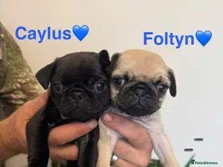 Pug dogs Last two! Beautiful KC Registered Pug Puppies 🐶🐾 - Advert 2