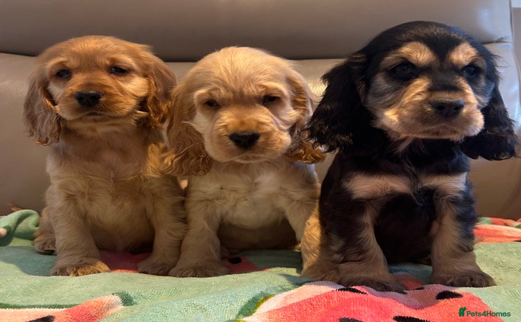 Cocker Spaniel dogs - Advert 3