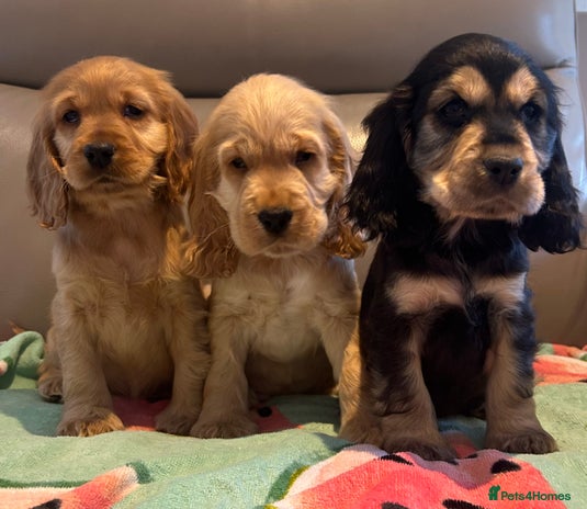 Cocker Spaniel dogs - Advert 3