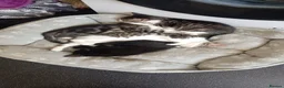 Mixed Breed cats for sale: Kittens in Newport - Advert 4