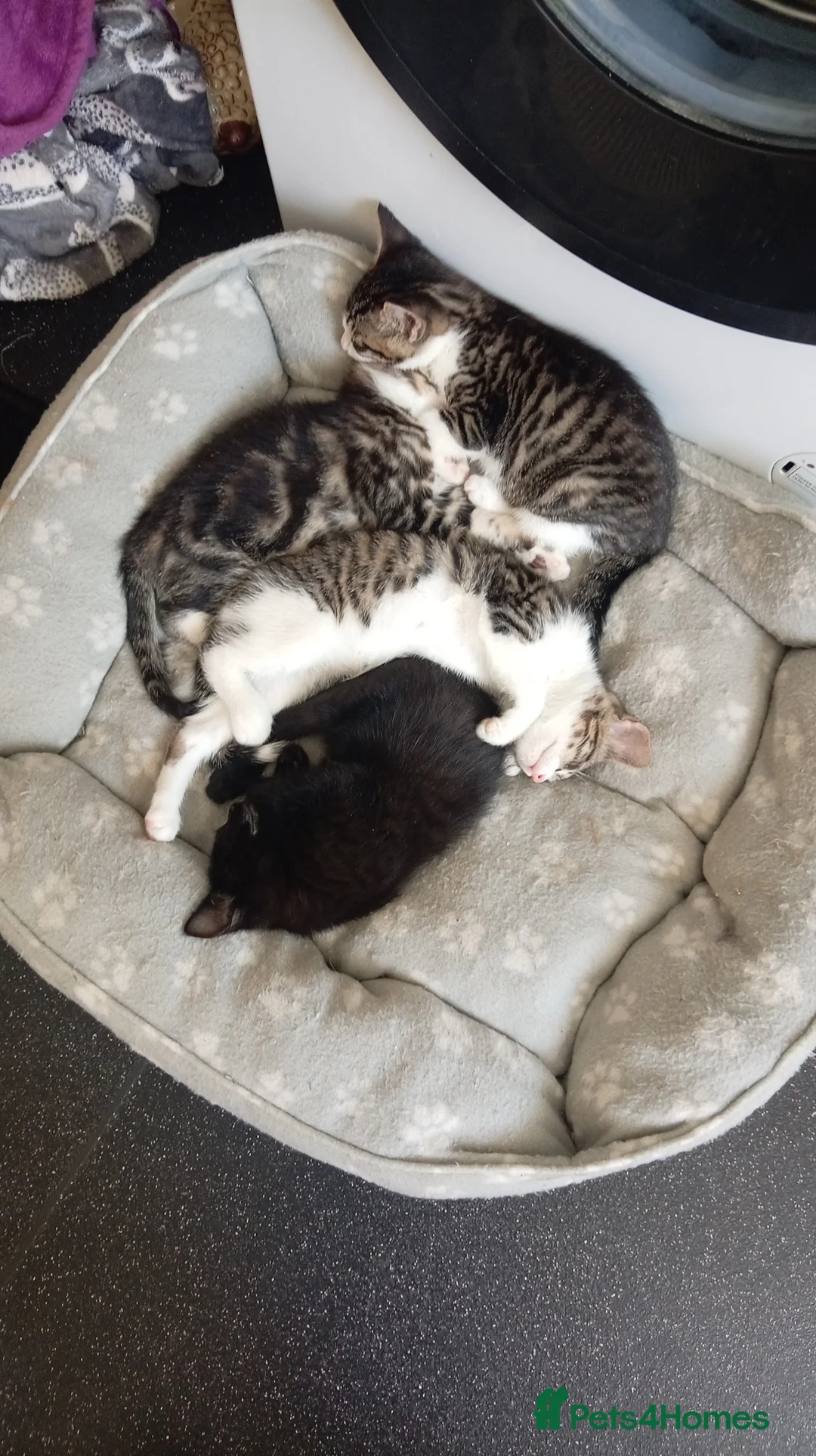 Mixed Breed cats for sale: Kittens in Newport - Advert 4