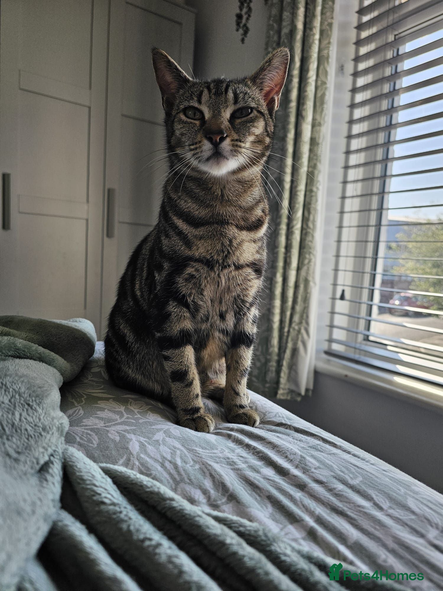 Bengal cats Beautiful kittens looking for a loving home  - Advert 5
