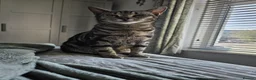 Bengal cats for sale: Beautiful kittens looking for a loving home  in Bournemouth - Advert 1