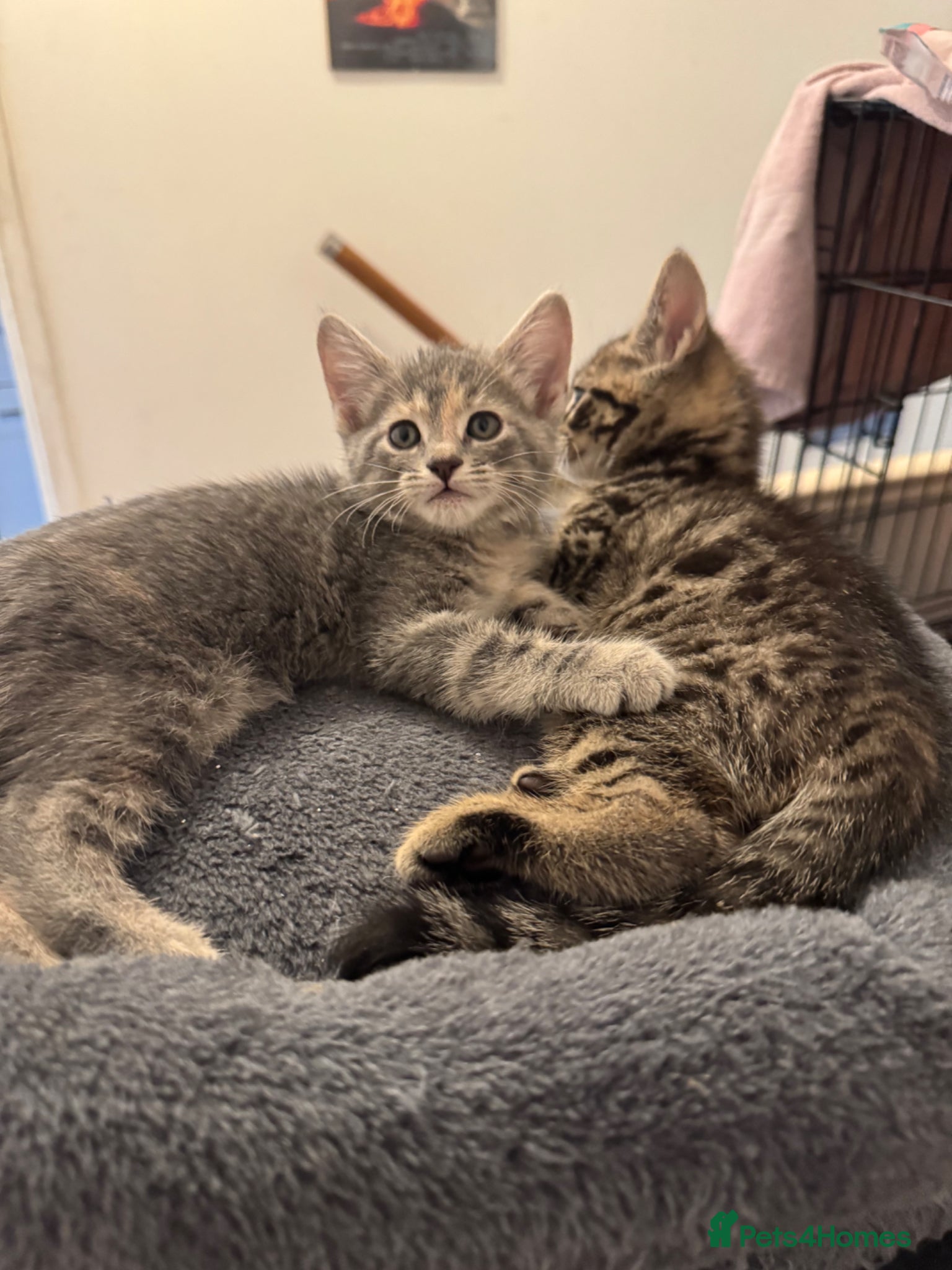 American Shorthair cats for sale: Ready To Leave Today please read full advert pleas - Advert 10