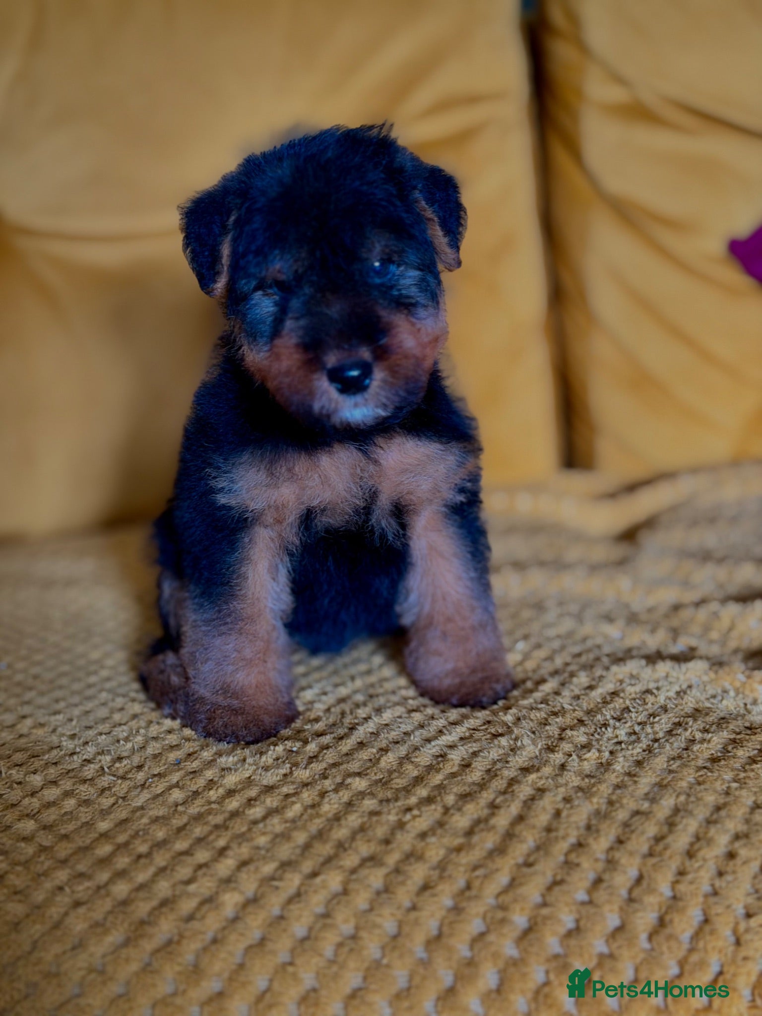 Welsh Terrier dogs Vincenzo lad  - Advert 7