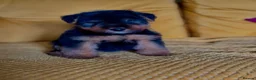 Welsh Terrier dogs for sale: Vincenzo lad  - Advert 1