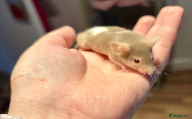 Mouse rodents - Advert 2
