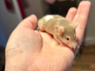 Mouse rodents - Advert 36