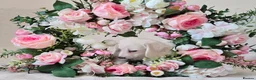 Miniature Dachshund dogs for sale: Rare Cream Longcoat Miniature Dachshund Puppies - Advert 27