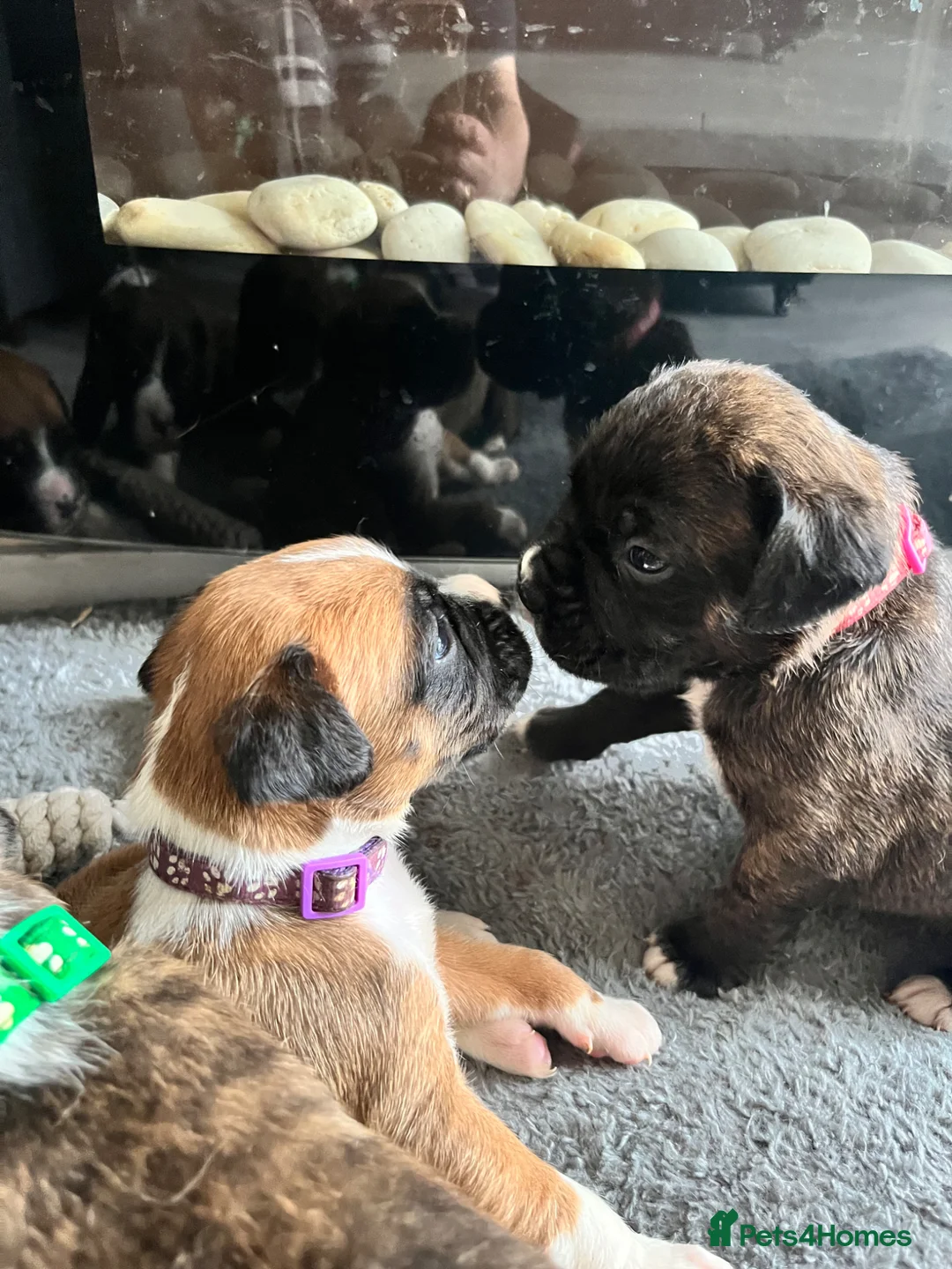 Boxer dogs for sale: KC/non kc beautiful boxer litter Bob and long tail - Advert 1