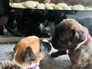 Boxer dogs KC/non kc beautiful boxer litter Bob and long tail - Advert 2