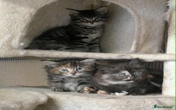 Maine Coon cats for sale: Stunning American Maine coons  - Image 1