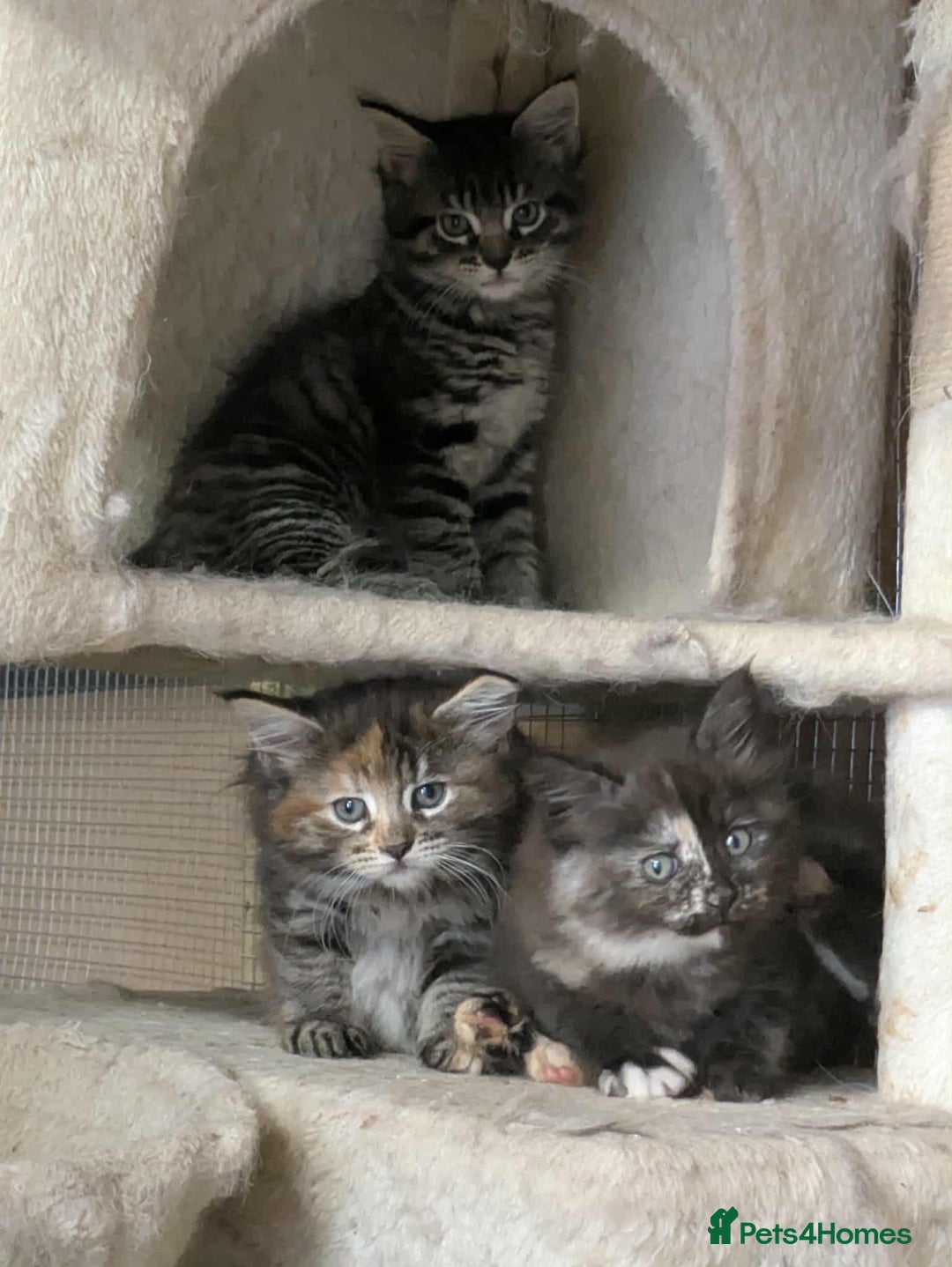 Maine Coon cats for sale: Stunning American Maine coons  - Image 1