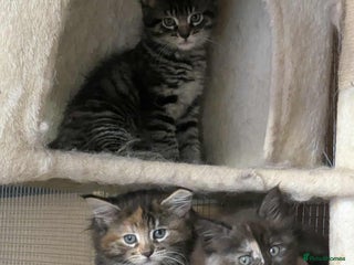 Maine Coon cats - Advert 30