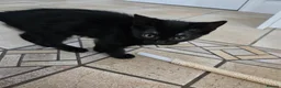 Mixed Breed cats for sale: Beautiful Black Kittens - Advert 8