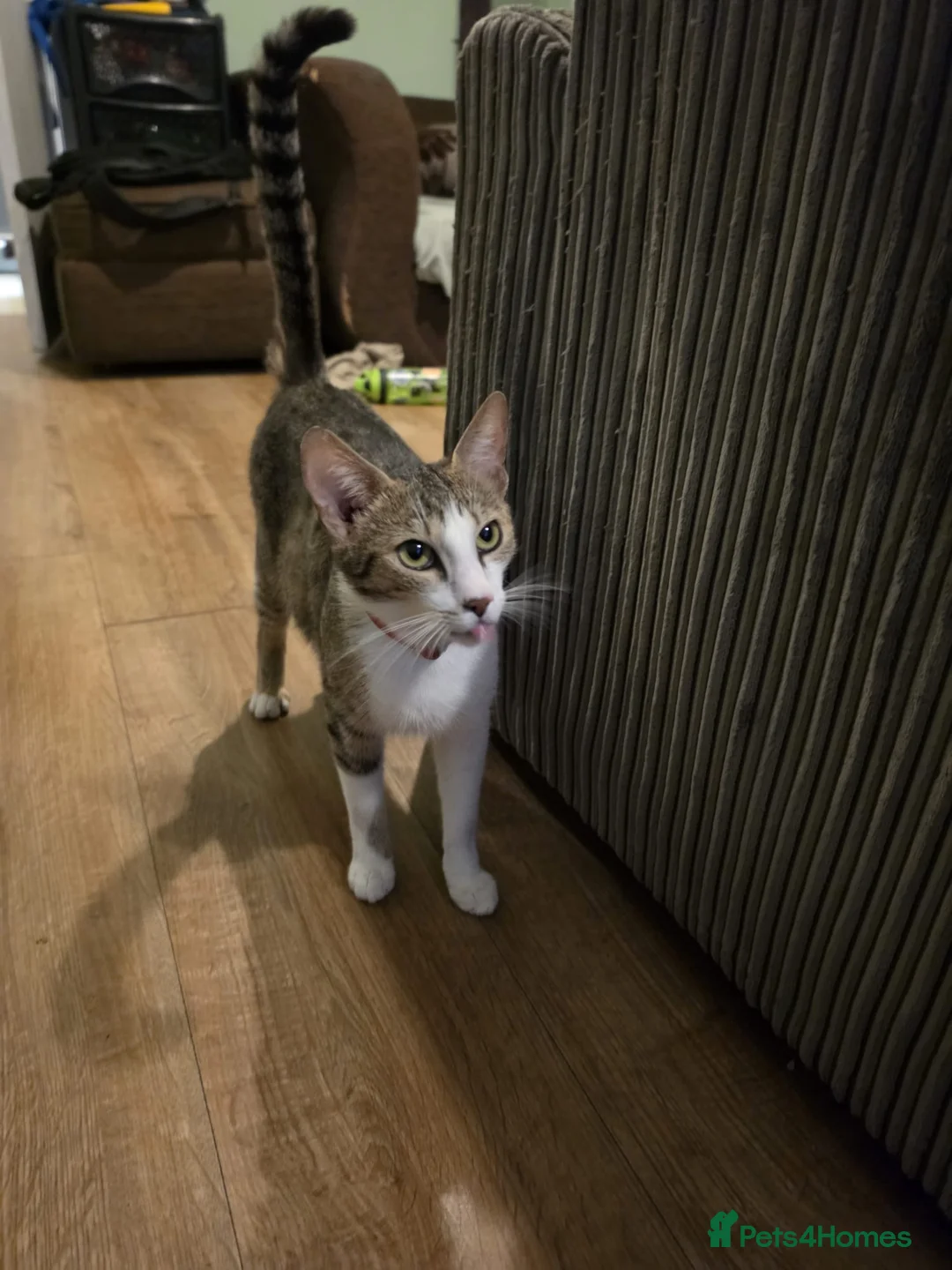 Mixed Breed cats for sale: Kittens for sale  in Gosport - Advert 10