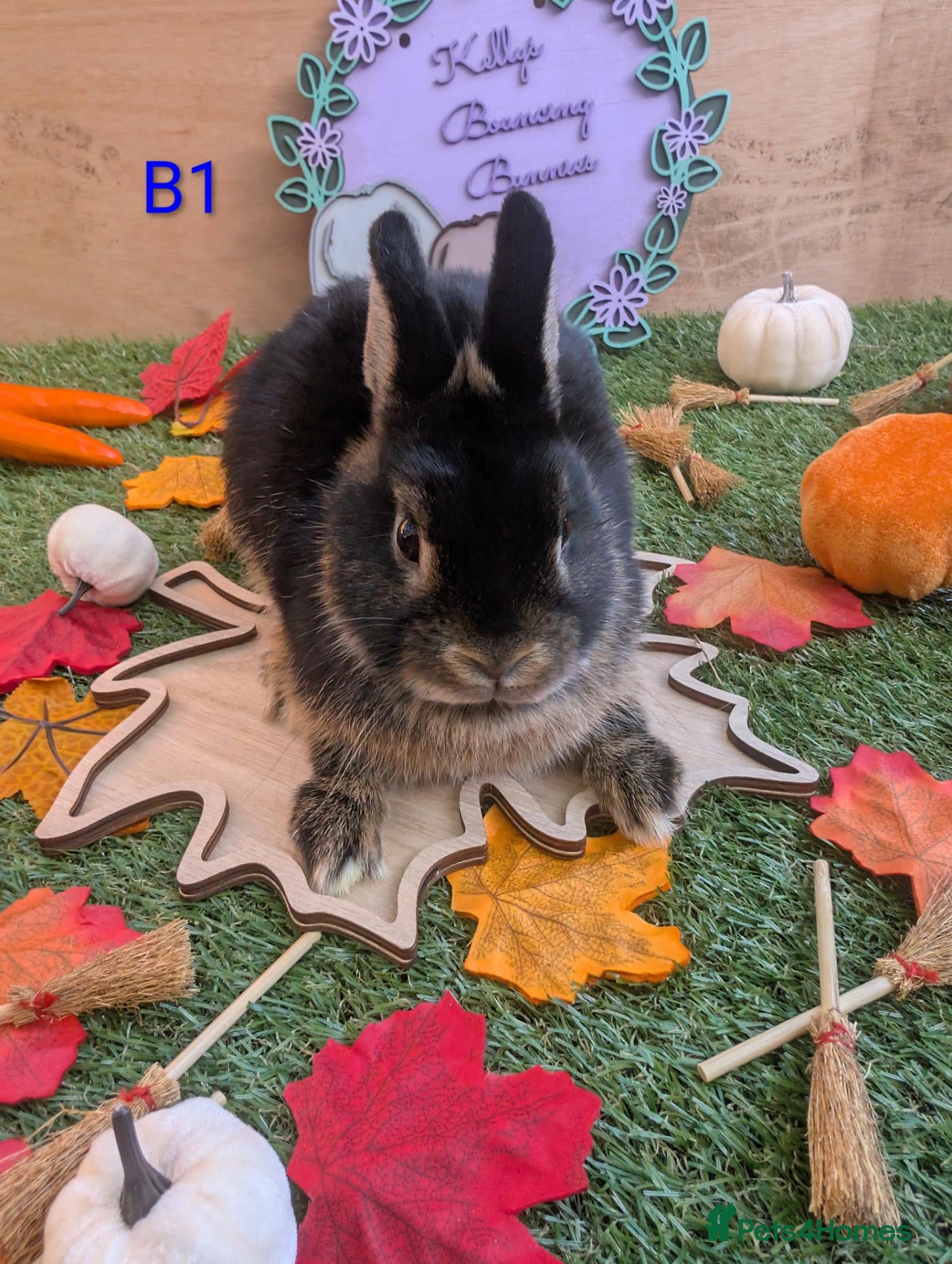Netherland Dwarf rabbits Beautiful babies  - Advert 1