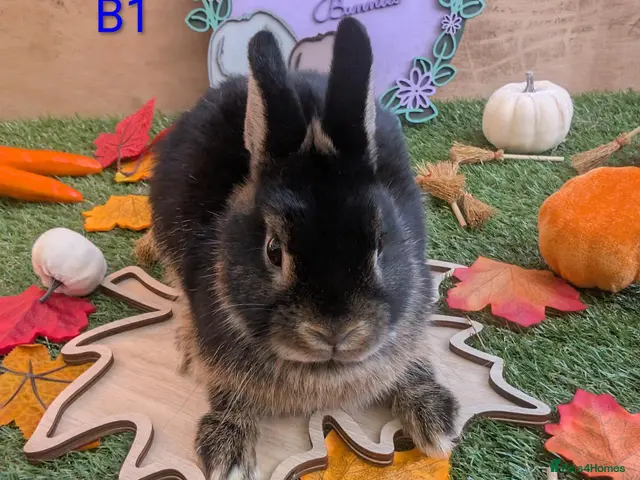 Netherland Dwarf rabbits Beautiful babies - Advert 1