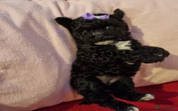 Bichon Frise dogs for sale: 2 Bichon puppies for sale  - Image 11