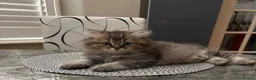 British Shorthair cats for sale: Pedigree British Shorthair  - Advert 15