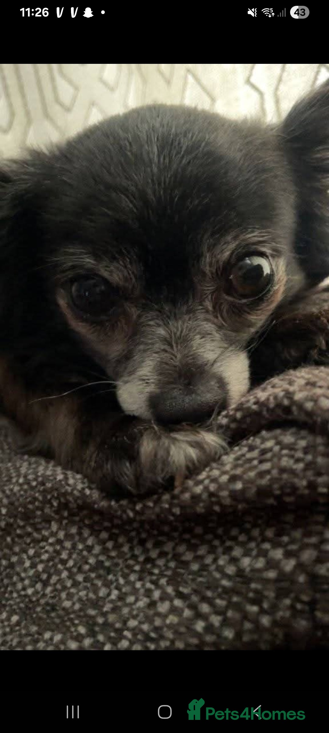 Pomchi dogs for sale: Beautiful tiny chihuahua girl - Advert 4