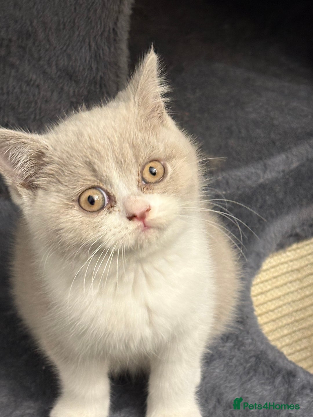 British Shorthair cats for sale: Lilac British shorthair kittens - Image 12