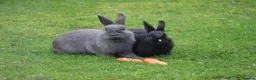 Rex rabbits for sale: Pure breed Rex baby bunnies  in Newtownards - Advert 6