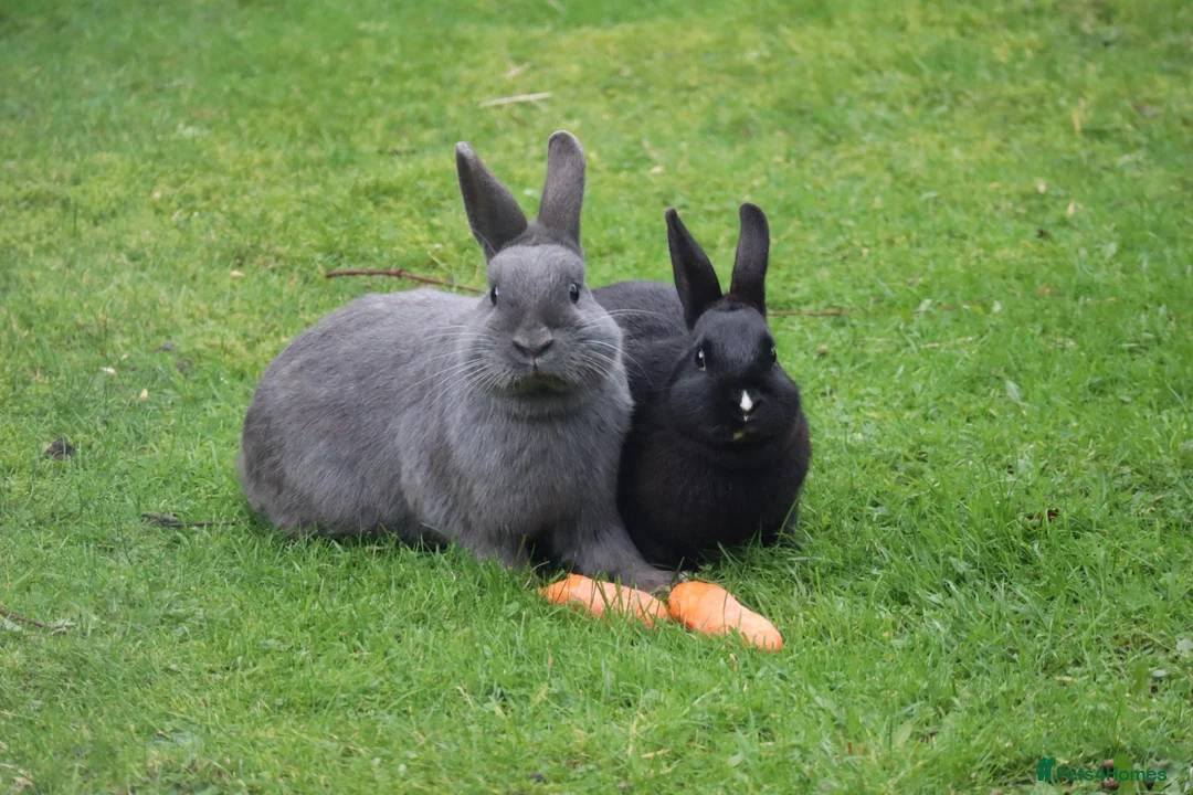 Rex rabbits for sale: Pure breed Rex baby bunnies  in Newtownards - Advert 6