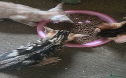 Siamese cats for sale: 3 stunning babies ready to leave now!!! - Image 2