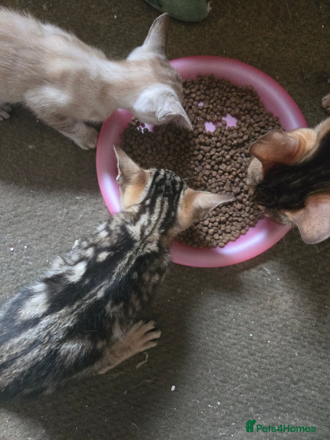 Siamese cats for sale: 3 stunning babies ready to leave now!!! - Image 2