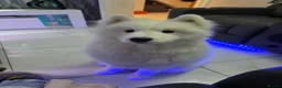 Samoyed dogs for sale: Samoyd  - Advert 1