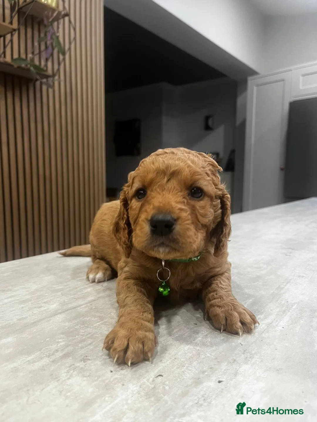 Cockapoo dogs for sale: Cockapoo puppies - Advert 15