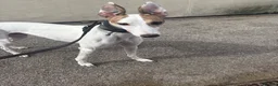Greyhound dogs for sale: Knockduff Lenson in Houghton le Spring - Advert 2