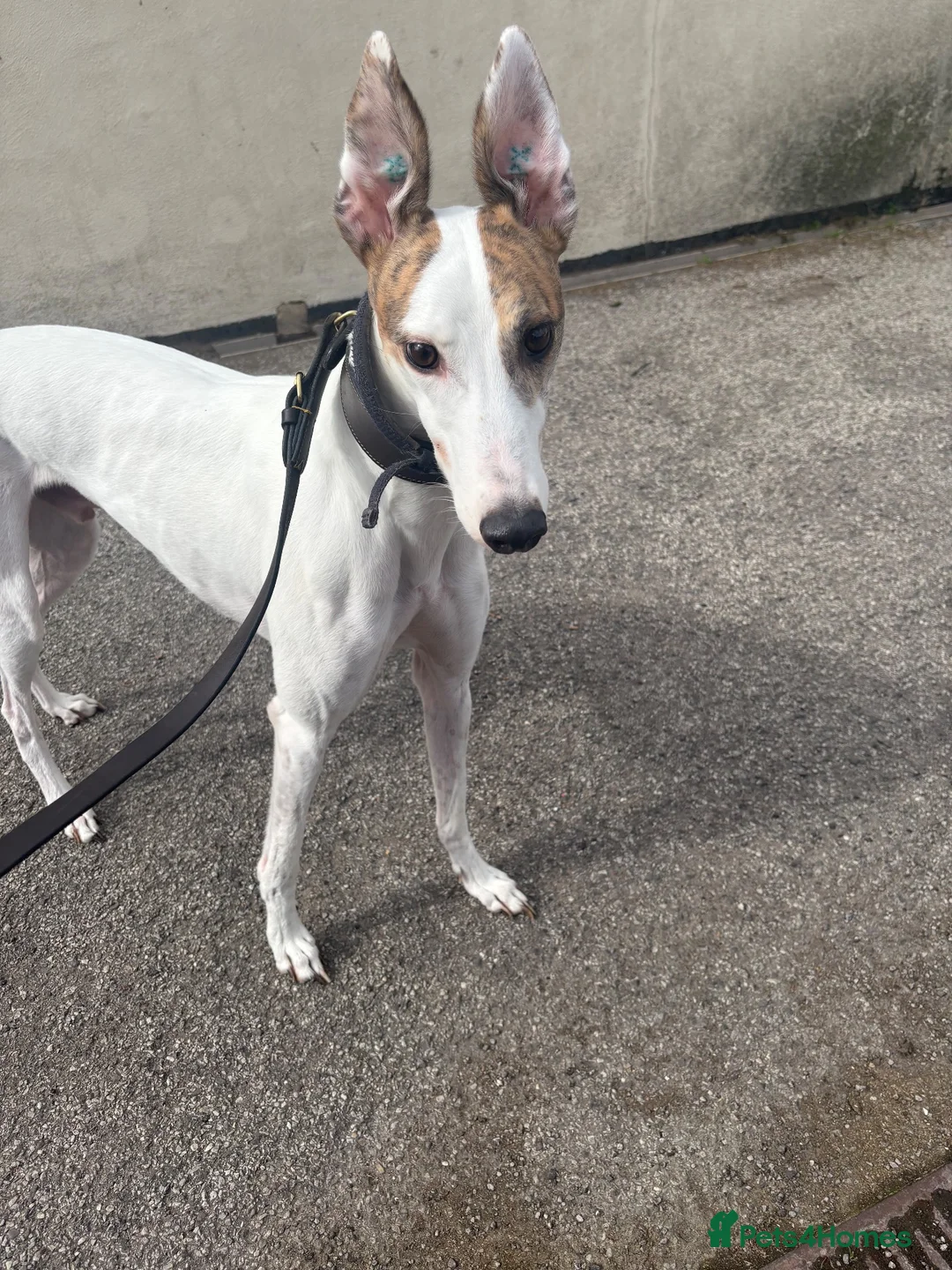 Greyhound dogs for sale: Knockduff Lenson in Houghton le Spring - Advert 2