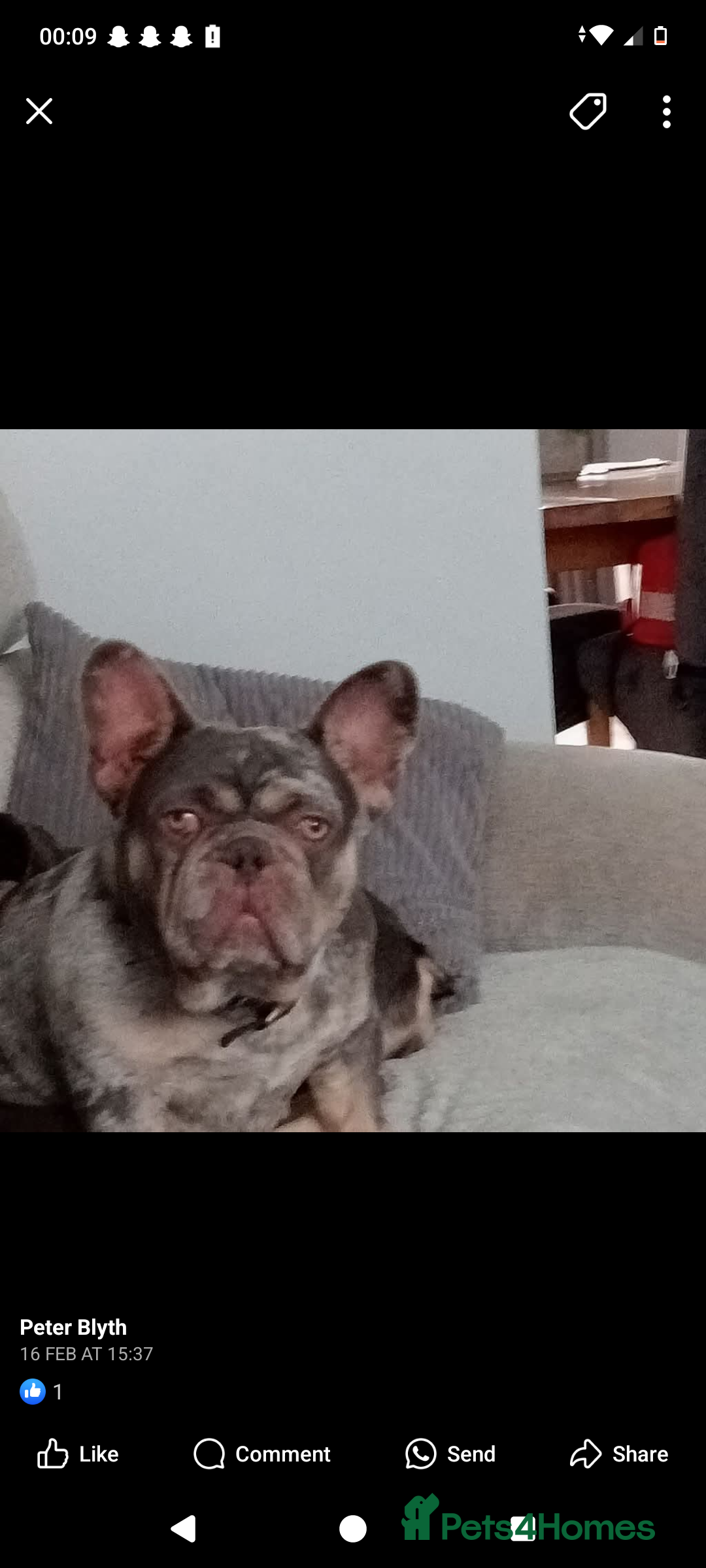 French Bulldog dogs for sale: Female french bulldog  - Image 4