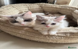 Ragdoll cats for sale: Ragdoll kittens  - Image 1