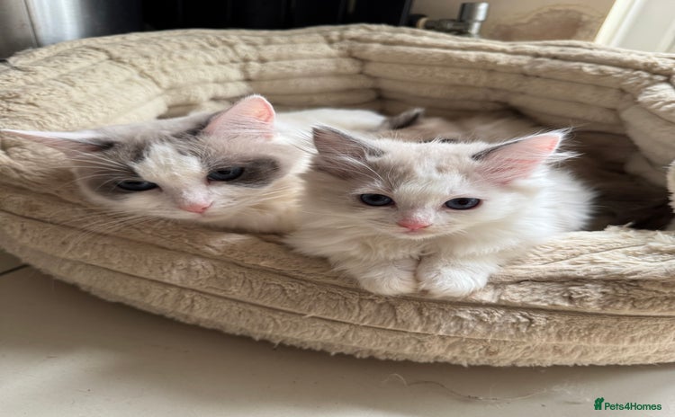 Ragdoll cats - Advert 1