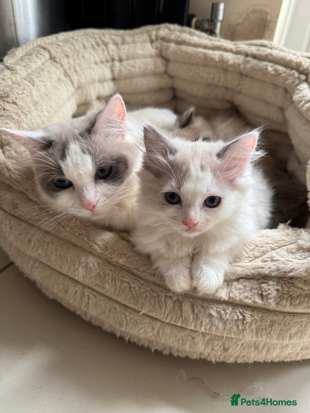 Ragdoll cats for sale: Ragdoll kittens  - Image 1