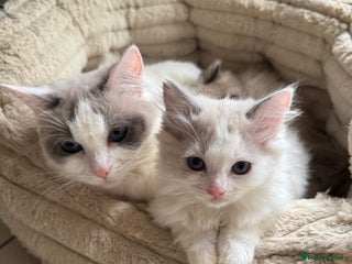 Ragdoll cats - Advert 5