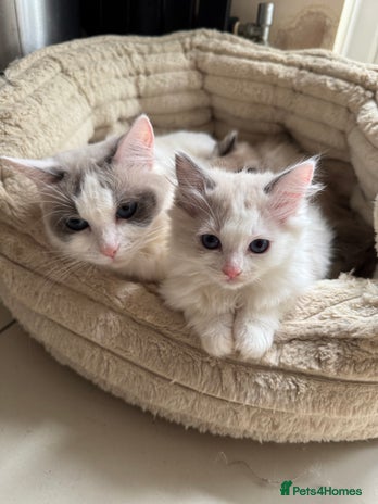 Ragdoll cats - Advert 4