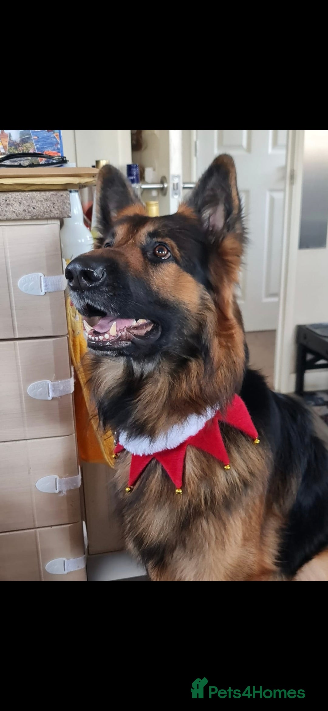 German Shepherd dogs Gorgeous German Shepherd puppy  - Advert 7