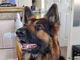 German Shepherd dogs Gorgeous German Shepherd puppy - Advert 10