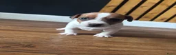 Jack Russell dogs for sale: 🐶 Beautiful Jack Russell Puppy for Sale 🐶 - Advert 31