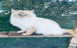 Ragdoll cats for sale: Gorgeous ragdoll kittens  - Image 14